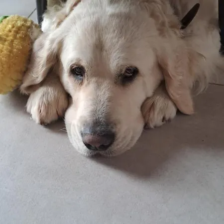 L'hote-antique Bouillon