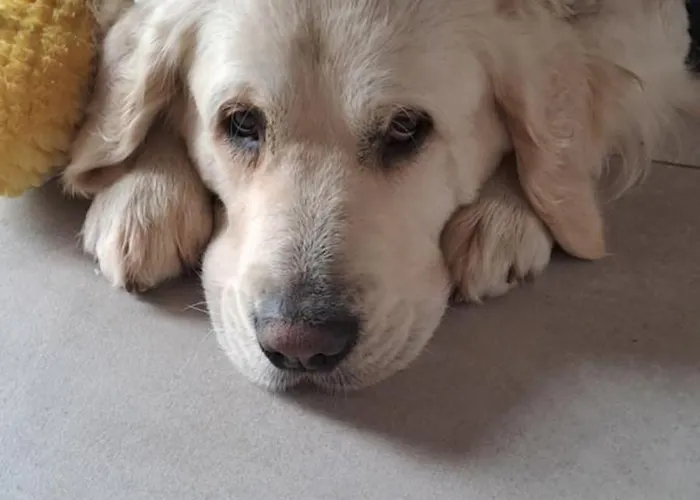 L'hôte-antique Bouillon